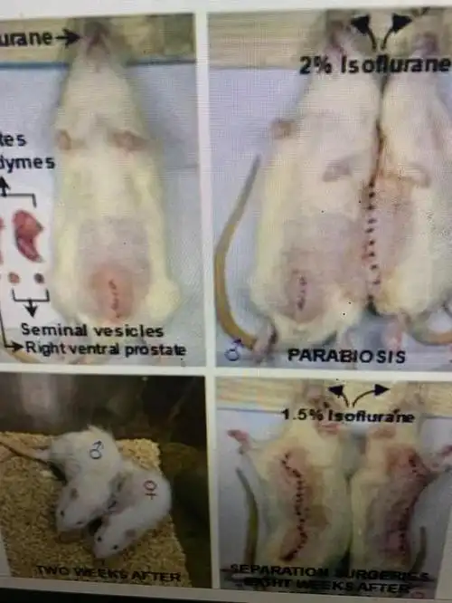 子宫|大鼠|雌鼠_网易订阅