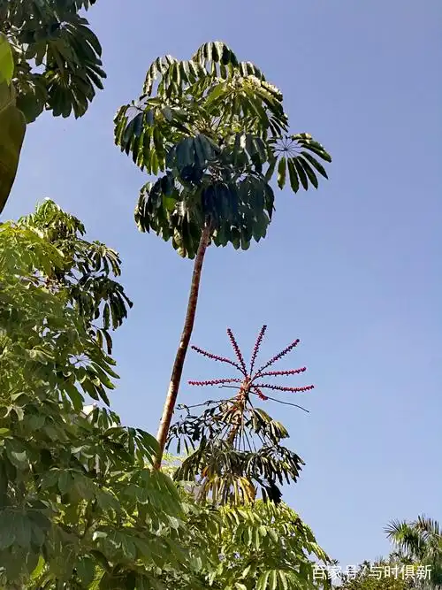 有不明就里的花友当做发财树,鸭掌木管养,昆士兰大叶伞要比它们珍贵许