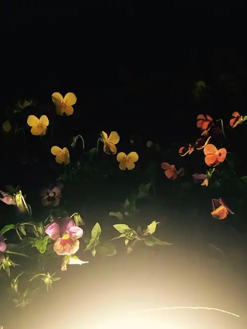 夜晚花开随手拍