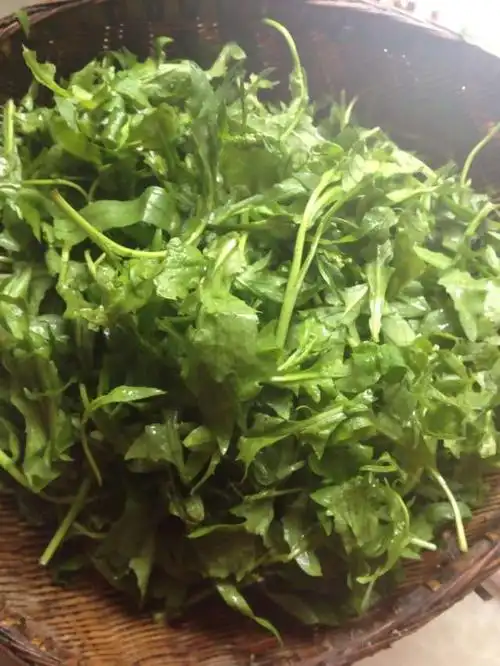 春之野菜干油菜