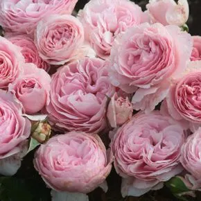 共同庆祝(奇异盛典)群开 月季 多头 嫁接苗