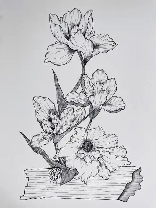 黑白装饰画针管笔手绘练习day42100