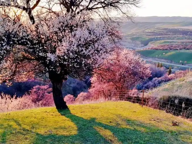 行摄新疆(2)醉美了伊犁花海