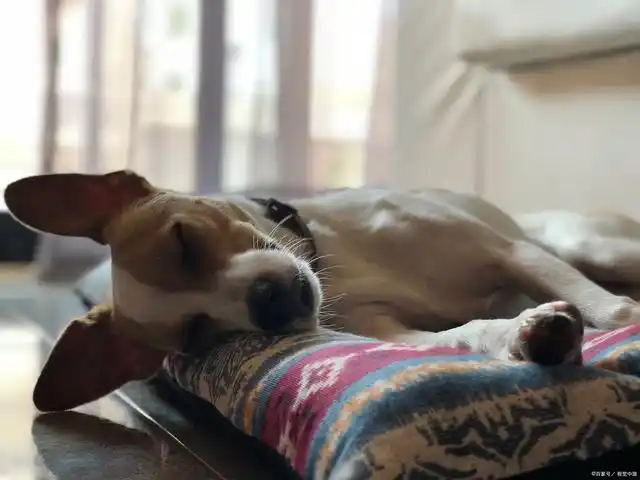 主人阳了狗狗守在床边3天3夜,网友说这是狗在等着吃新鲜肉!