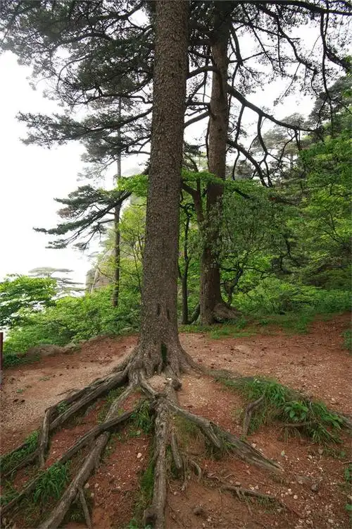 在这里有许多黄山的名松,例如黄山的接引松,龙爪松,卧龙松,探海松