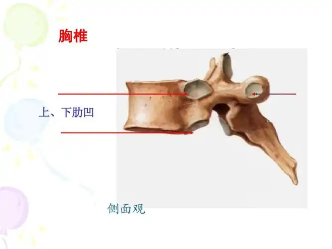 骨伤x线 胸椎 上,下肋凹 侧面观