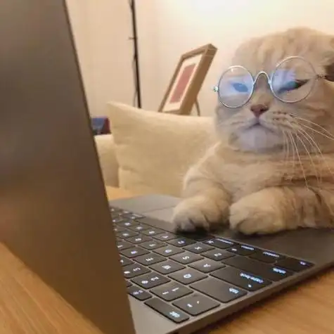 戴眼镜开心的猫咪可爱头像图片