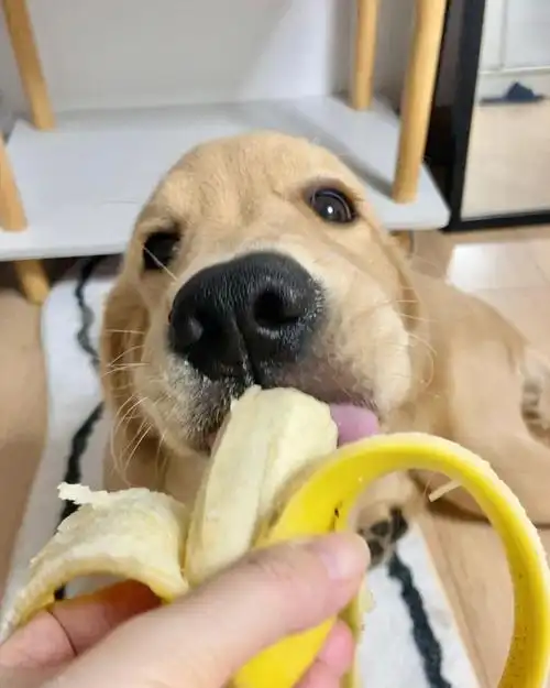 谁能拒绝修狗吃东西吧唧嘴