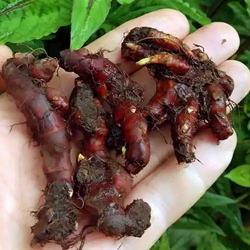 贵州自然拐枣鸡脚花脸风干自然风野生赤胫中草药其他药食同源食品