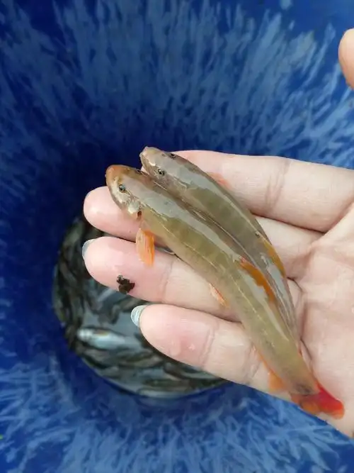 小时候在农村小河里见过些什么鱼?你们怎么抓的?