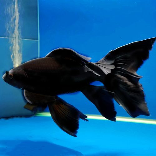 82黄金锦鲤鱼活龙凤鲤蝴蝶鲤红草金鱼活鱼冷水观赏鱼苗淡水鱼热带鱼已