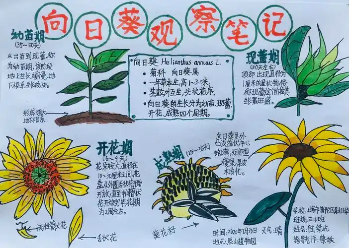 上海市学生体育艺术科技教育活动平台