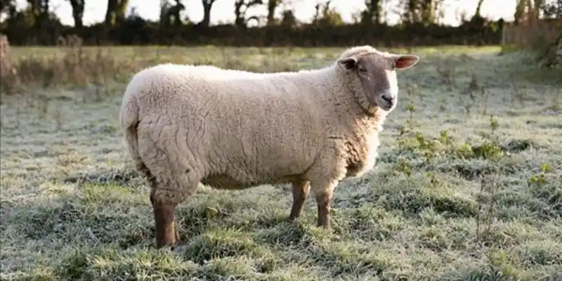 麦盖提多浪羊价格_专卖店_哪里买