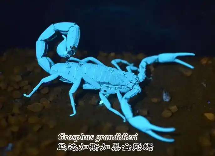 东邪两爬教室美科学家已揭开蝎子紫外线下发绿光之谜