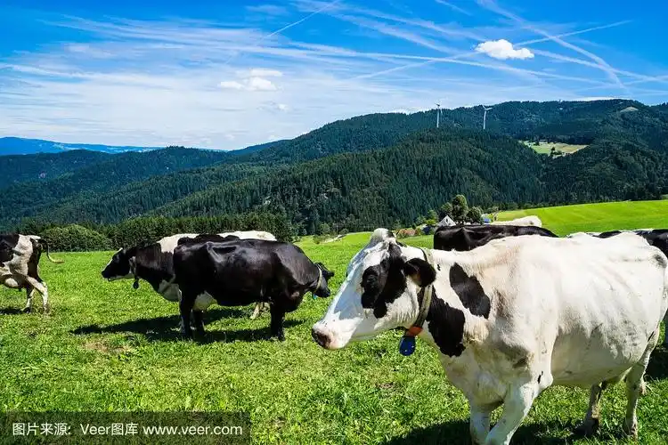 在德国,一群奶牛站在绿色的牧场上,在神奇的黑色森林自然风景全景与