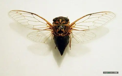 昆虫标本图 - 花开有声 - 花开有声的博客