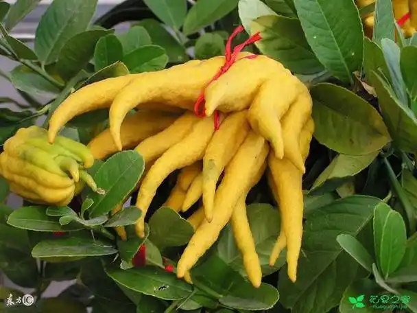 佛手的功效与作用,用于治疗痰饮咳喘,并能解酒等