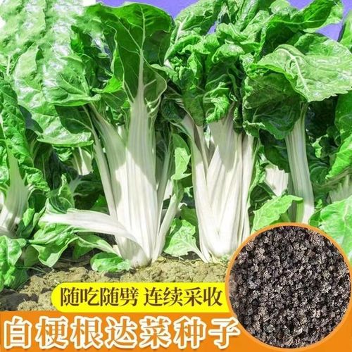 牛皮菜种子根达菜厚皮菜厚合菜南方甜菜四季蔬菜种籽易种高产抗病