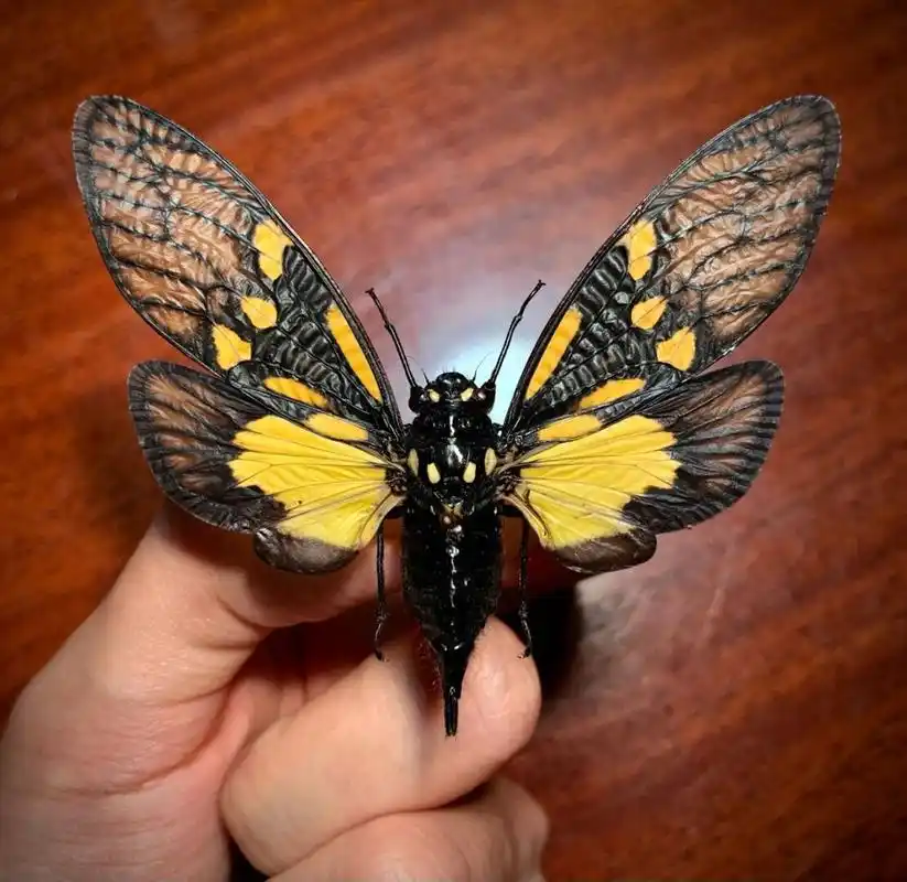 彩蝉 来自云南的彩色知了,让人拥有一个属于夏天的彩色回忆