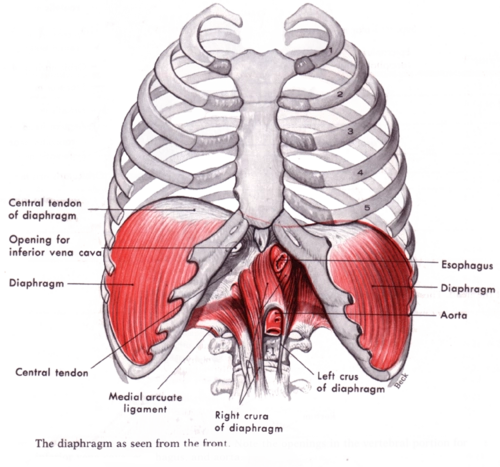 diaphragm: chest pain, rib pain, difficulty breathing