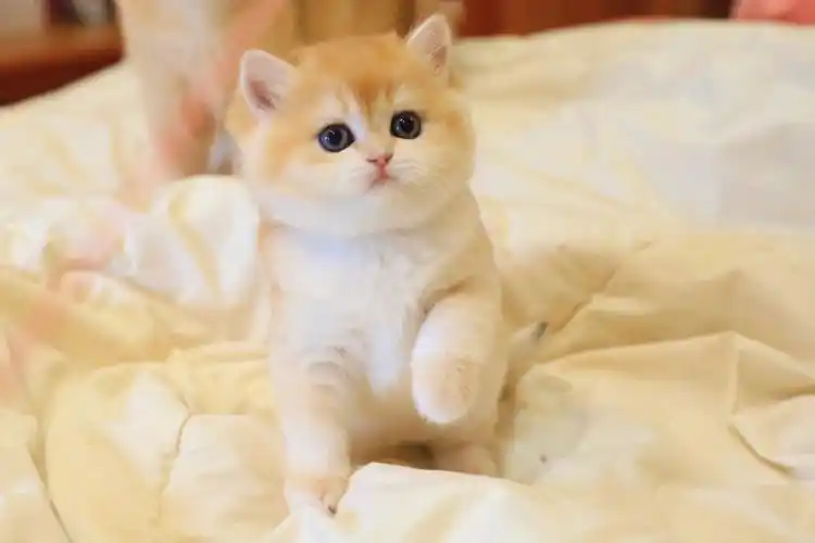 金渐层ny12是极品的妹妹呀