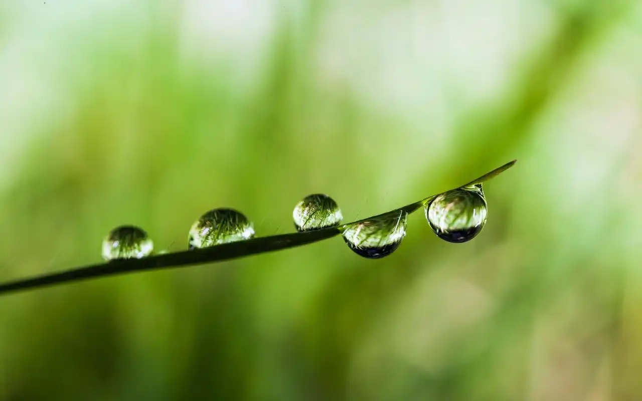 绿色植物叶子上的小水珠高清摄影桌面壁纸图片大全