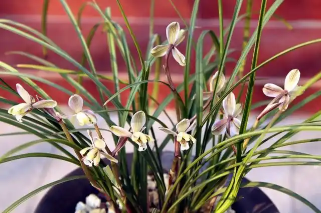 名贵的兰花品种你见过几种,高雅清香,新奇独特,快来看看吧