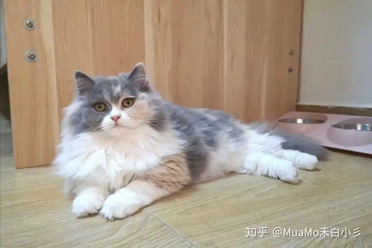 科普贴:高地折耳 高地立耳 英国长毛猫 美短长毛猫(?