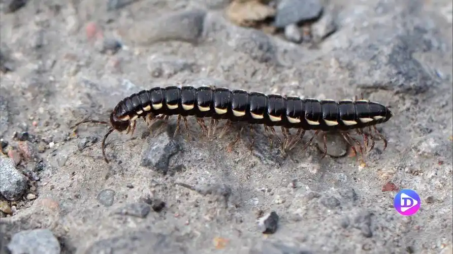 草害虫怎么灭除