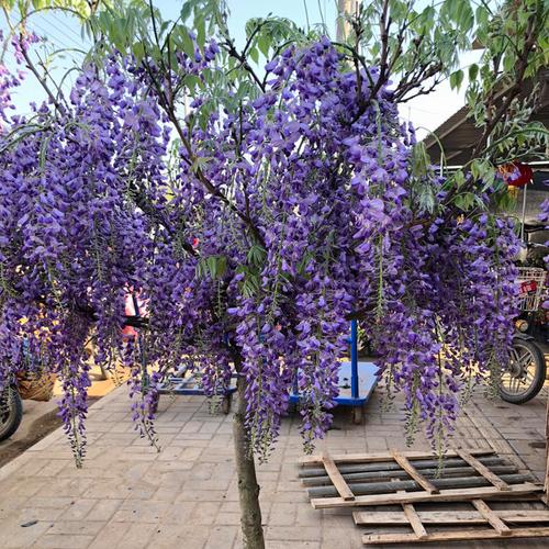 紫藤日本多花藤本植物紫藤花花苗盆栽紫罗兰紫水晶花卉