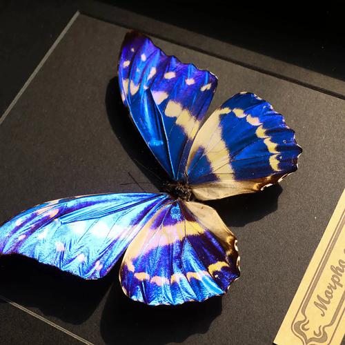 蝴蝶标本 塞浦路斯闪蝶 展示框礼物摆件相框真蝴蝶生日礼物挂画