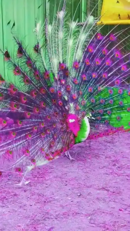 孔雀开屏,好运连连!见着发财