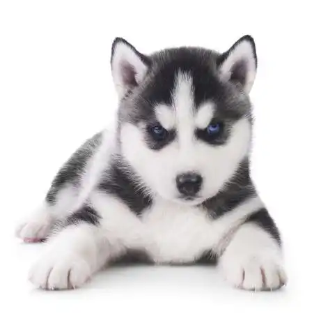 阿拉斯加雪橇犬幼崽图