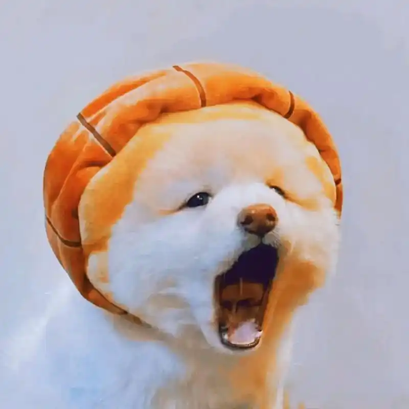 优质头像 #搞怪 #创意 #狗狗 - 抖音