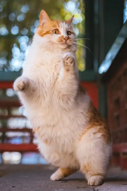 春日萌宠随手拍##橘猫