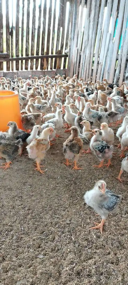 丽江k901鸡苗一日龄批发包打疫苗全国包邮品种优良