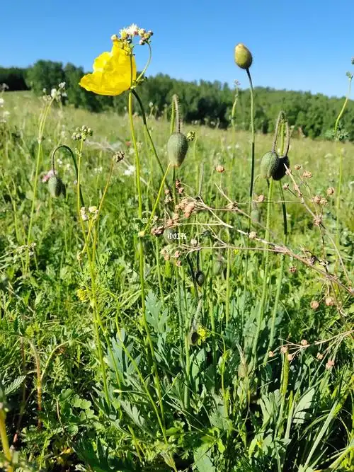 野罂粟