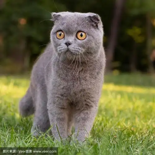 垂耳猫在公园的绿色植被的背景下,肖像
