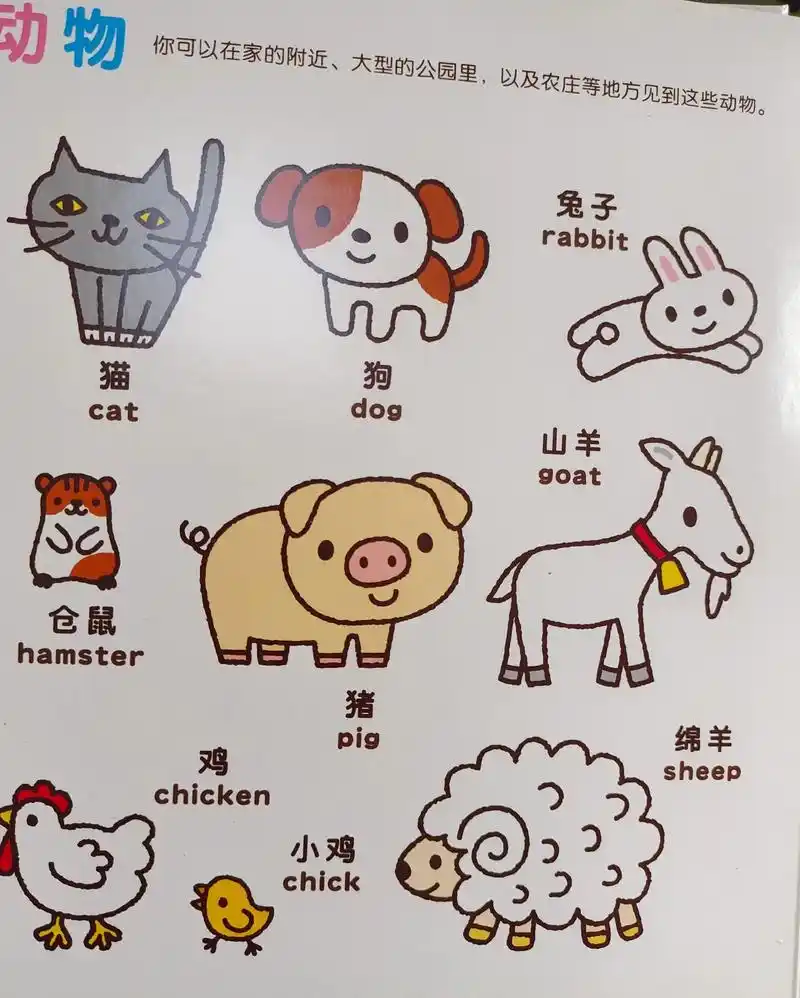 动物英文单词 动物英文单词 - 抖音