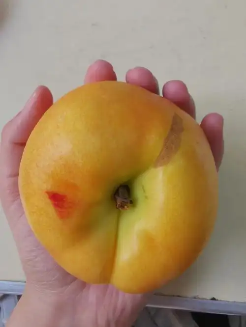 这么好的桃子就怕卖不出去了