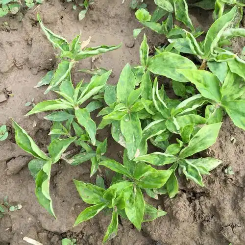 太子参的叶面有的是平展长的,有的是卷叶?是病害虫害还是什么?