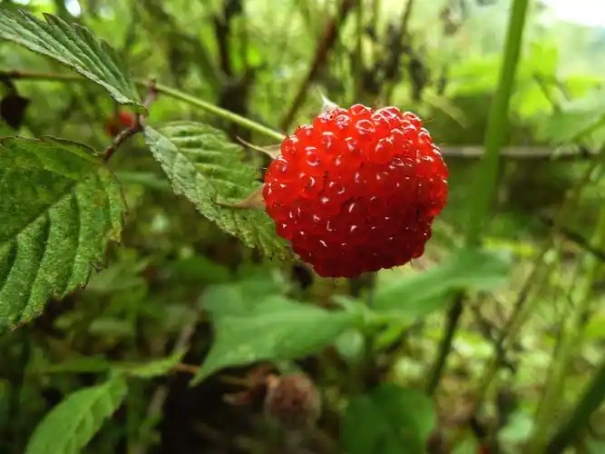 野草莓与草莓有什么区别