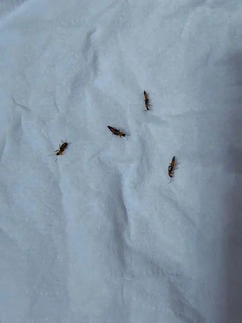 不知道什么原因今天出来了很多隐刺虫,大家千万注意不能用手拍!