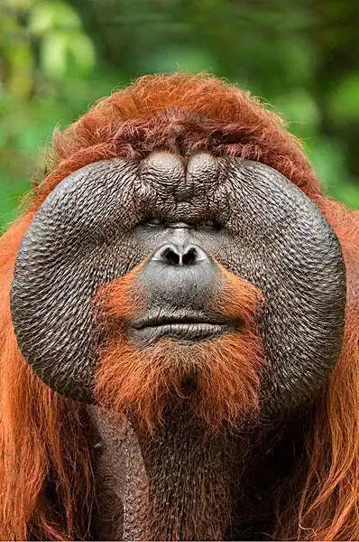 全球十种最濒危的野生动物