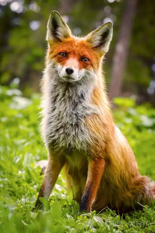 野生红狐狸