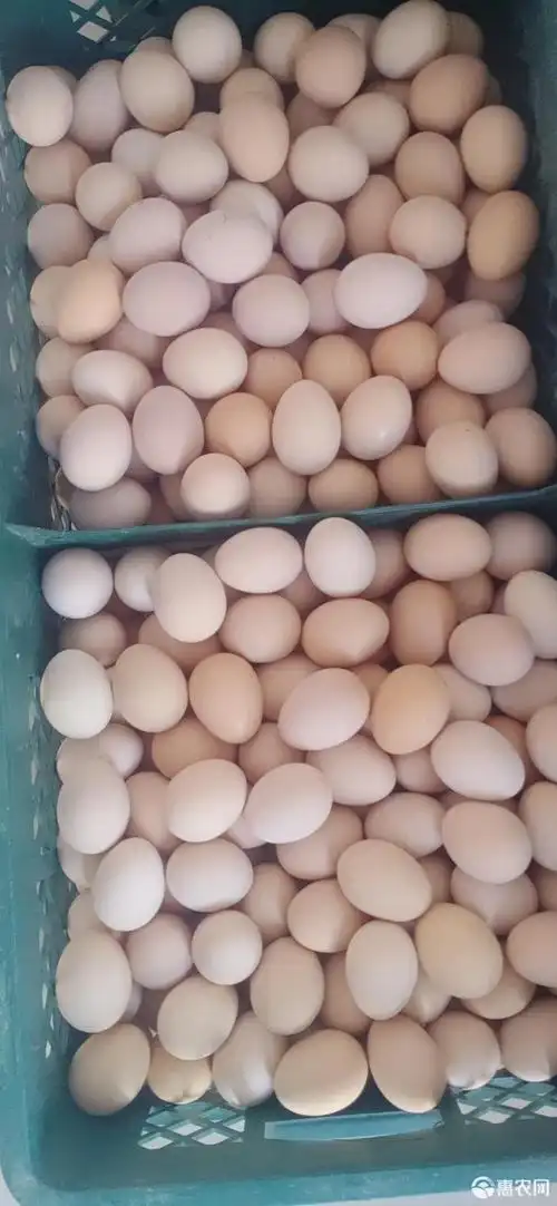 山鸡蛋 双色黑凤装360枚的纸箱子装,欢迎采购,平台付款安全放心