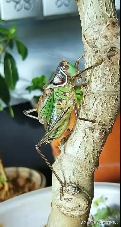 蝈蝈图片(蝈蝈图片大全)-天晟网