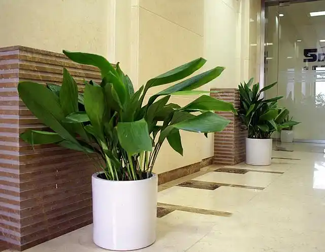 黎想花卉 - 大连花卉租摆-大连绿植租赁-大连草花-大连绿化苗木-大连