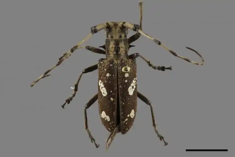 ►       林试所昆虫标本馆