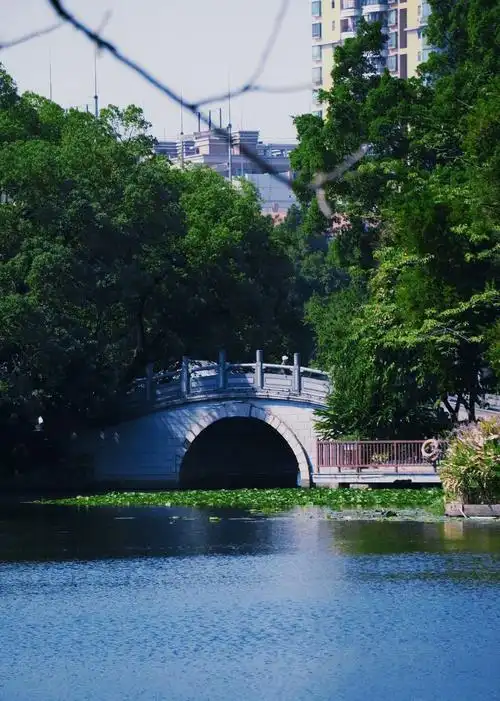 绿茵茵的公园一角